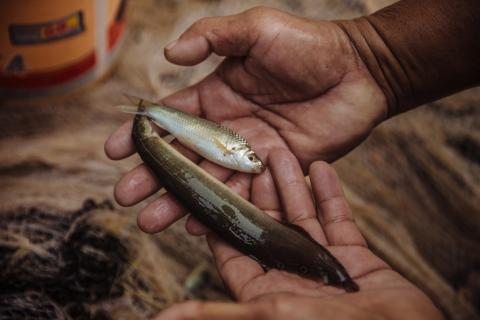 Fishers catching fish in Siem Reap Province. IOM 2016/ Muse Mohammed